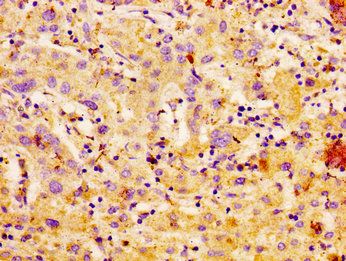 CA4 Antibody