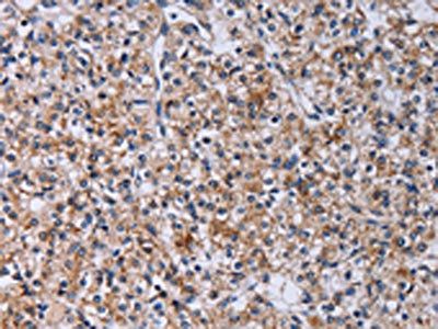 CA4 Antibody