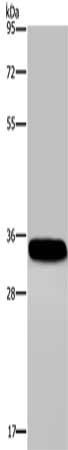 CA4 Antibody
