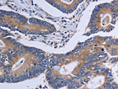 CA4 Antibody