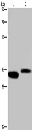 CA4 Antibody
