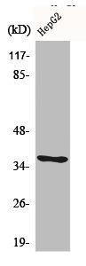 CA6 Antibody