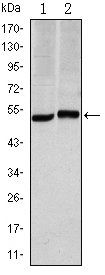 CA9 Antibody