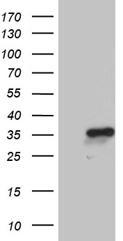 CABP4 Antibody