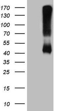 CABP4 Antibody
