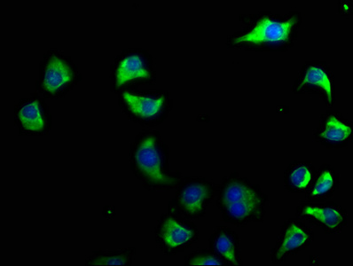 CACNG6 Antibody
