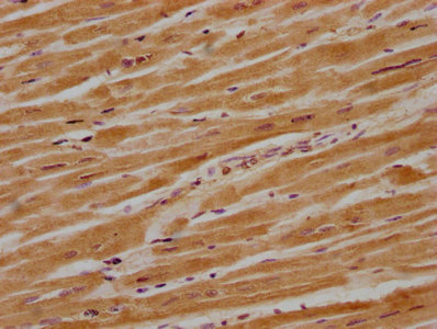 CACNG8 Antibody