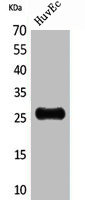 CACYBP Antibody