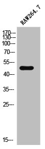 CADM4 Antibody