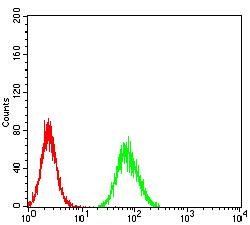 CALB2 Antibody
