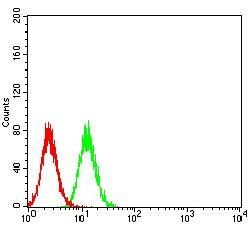 CALB2 Antibody