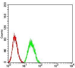 CALB2 Antibody