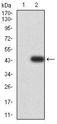 CALB2 Antibody