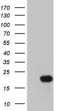 CHP1 Antibody