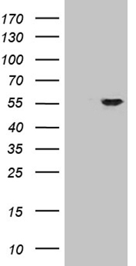 CHP1 Antibody