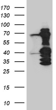CHP1 Antibody