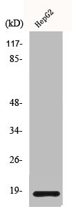 CALM1 Antibody