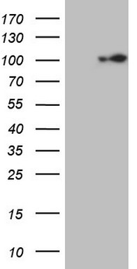 CALB2 Antibody