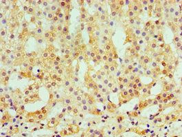 CAMK1G Antibody