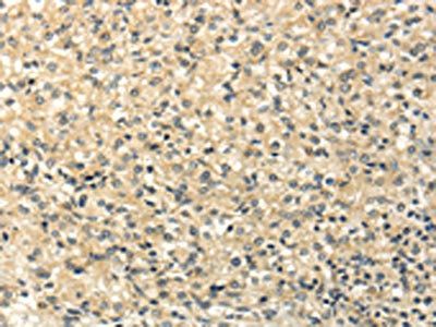 CAMK1G Antibody