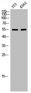 CAMK2A/CAMK2D Antibody