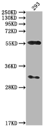 CAMK2A Antibody