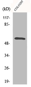 CAMK2G/CAMK2B Antibody