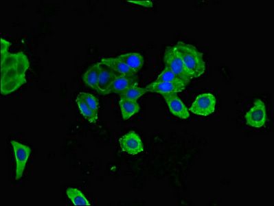 CANX Antibody