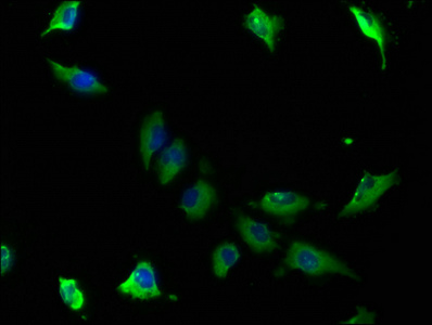 CAP1 Antibody