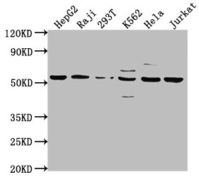CAP1 Antibody