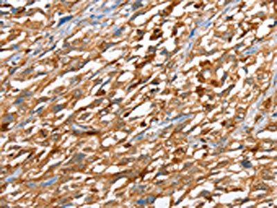 CAPG Antibody