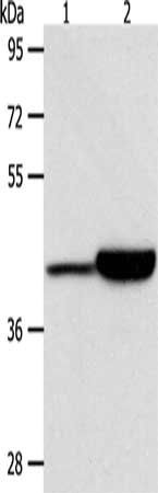 CAPG Antibody
