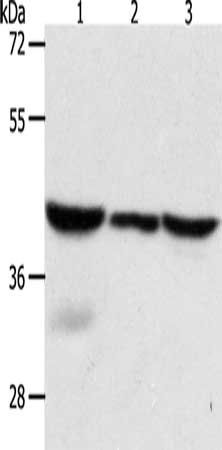 CAPG Antibody
