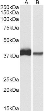 CAPG (aa205-217) Antibody