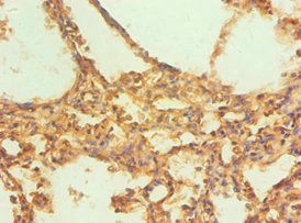 CAPN1 Antibody