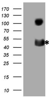 NOS1AP Antibody