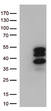 NOS1AP Antibody