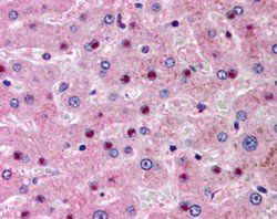 CAPON/NOS1AP Antibody