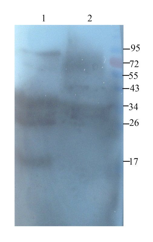Casein Rabbit Polyclonal Antibody