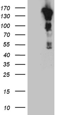 CASKIN2 Antibody