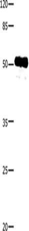 CASP10 Antibody