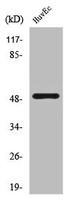 CASP12 Antibody