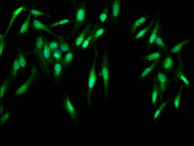 CASP2 Antibody