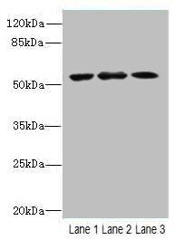 CASP2 Antibody