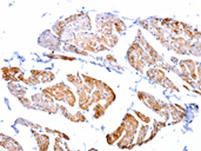 CASP2 Antibody