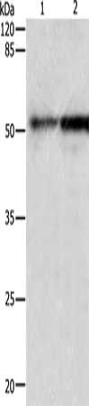 CASP2 Antibody