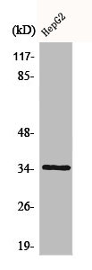 CASP6 Antibody