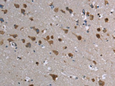 CASP8AP2 Antibody