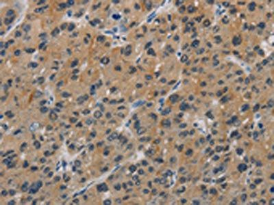 CASP9 Antibody