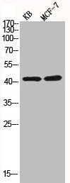 CASP9 Antibody